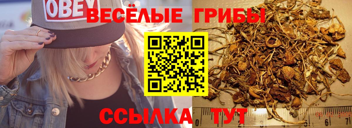 Карпинск  Галлюциногенные грибы Psilocybe  Вход с VPN 